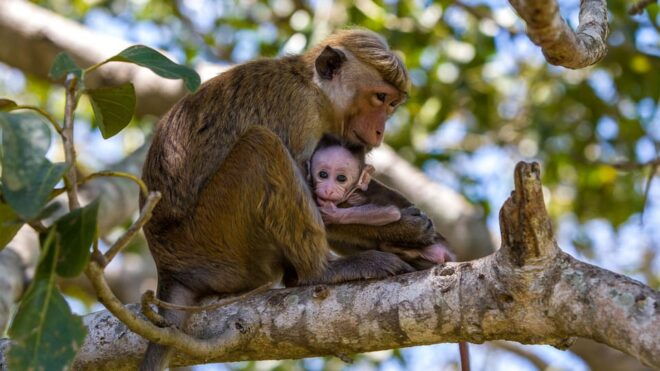 Minneriya:Jeep Safari From Sigiriya - Inclusions and Amenities