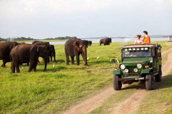 Minneriya:Jeep Safari From Sigiriya - Transportation Details