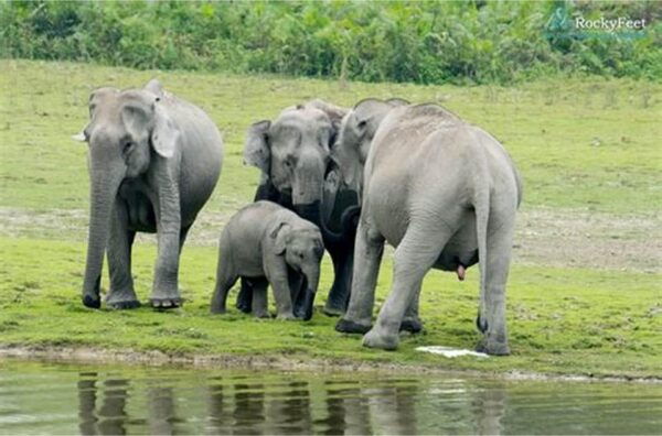 Minneriya:Jeep Safari From Sigiriya - Important Guidelines