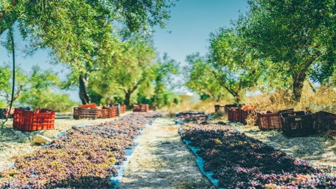 Minoan Luxuries: Ancient Palaces, Messara Wineries & Matala - A Taste of Luxury in Messara Valley