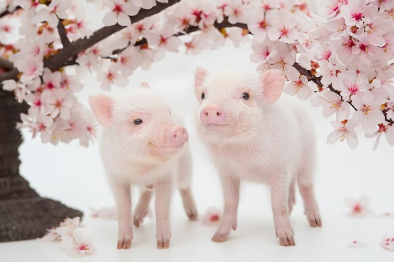 Mipig, a café where you can interact with micro pigs (Harajuku Takeshita Street branch) - A quiet pause on Takeshita Street