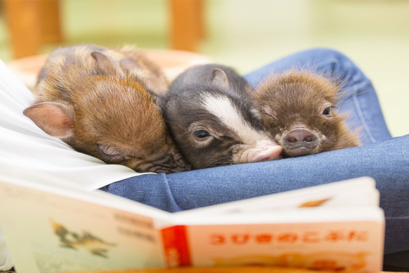 Mipig, a café where you can interact with micro pigs (Harajuku Takeshita Street branch) - Private room, party size, and comfort