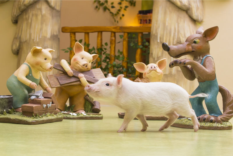 Mipig, a café where you can interact with micro pigs (Harajuku Takeshita Street branch) - Who will enjoy this visit most