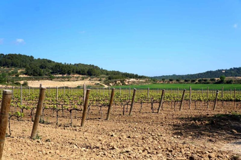 Miquel Jané Winery: tour with audio guide - Good To Know