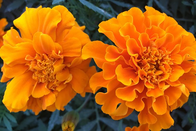 Miracle Garden & Butterfly Garden With Ticket & Private Transfers - Date and Travelers