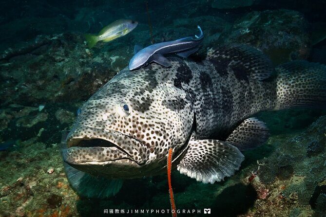 Miri Coral Reef Day Dive - Good To Know