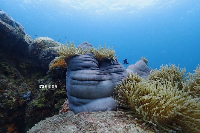 Miri Coral Reef Day Dive - What to Expect from the Miri Coral Reef Day Dive