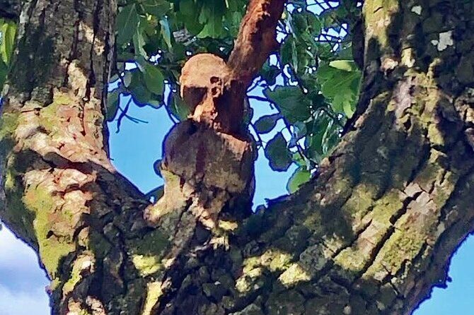 Mirimiri Tours - Frequently Asked Questions