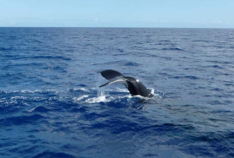 Mirissa: 2-Night Cruise along Sri Lanka's South Coast - Good To Know