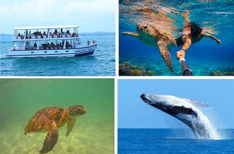 Mirissa: Blue Whale Watching & Turtle Snorkeling Combo Tour - An In-Depth Look at the Experience