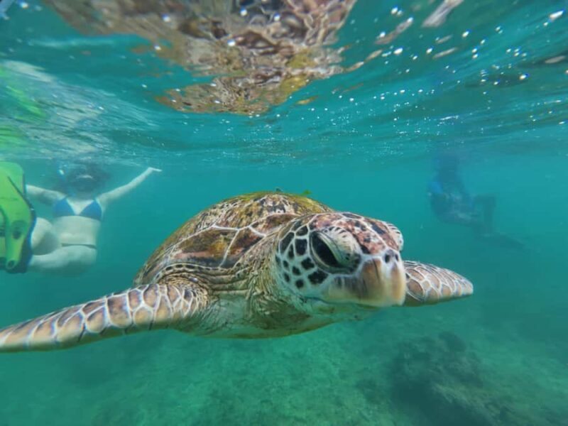 Mirissa: Coral Coast Divers Snorkeling Tour with Turtles - What to Expect from the Mirissa Snorkeling Tour