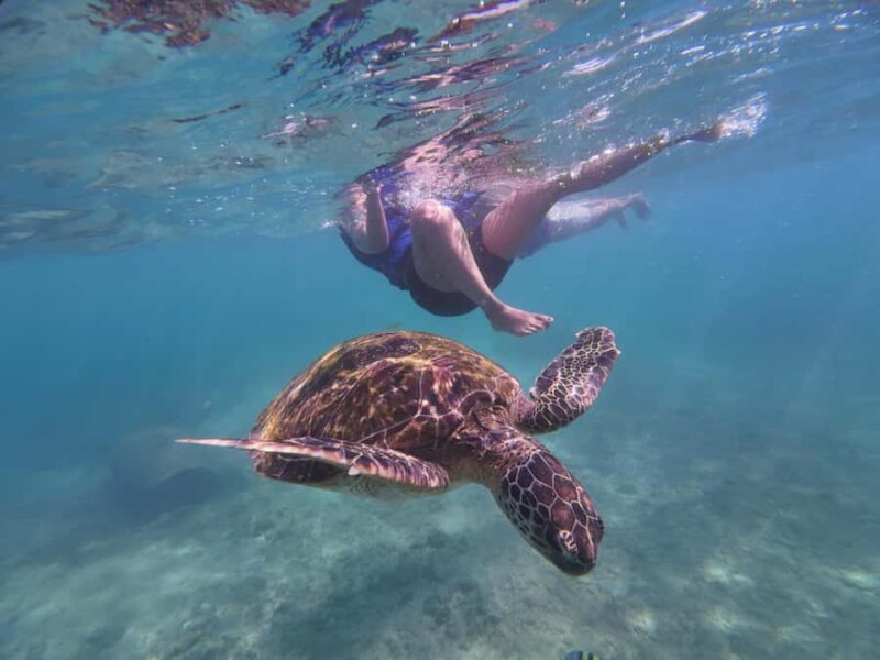 Mirissa: Coral Coast Divers Snorkeling Tour with Turtles - The Value and Pricing