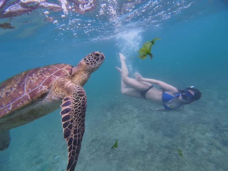 Mirissa: Coral Coast Divers Snorkeling Tour with Turtles - Good To Know