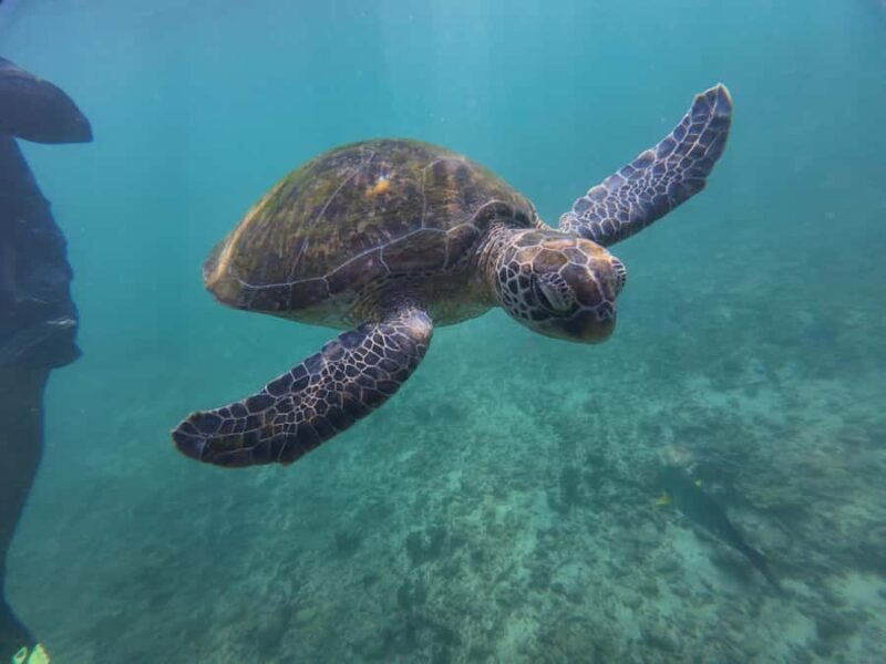 Mirissa: Coral Coast Divers Snorkeling Tour with Turtles - FAQs