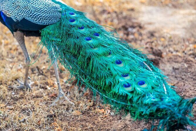 Mirissa , Galle , Bentota to Udawalawe National Park Day Tour - An In-depth Look at the Udawalawe National Park Day Tour