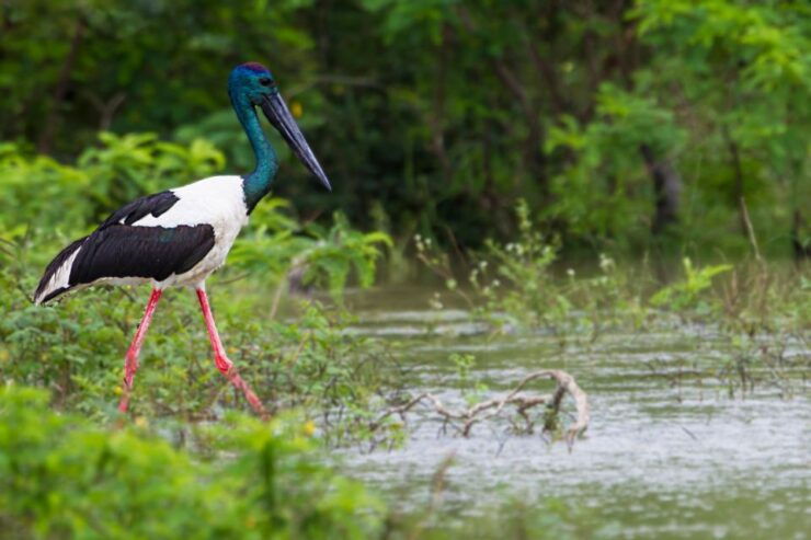 Mirissa/Galle/Hikkaduwa: Transfer to Ella & Udawalawa Safari - Activity Details