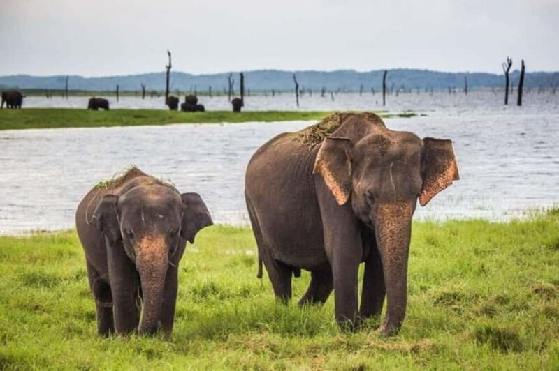 Mirissa/Galle: Private Udawalawe Safari & Transfer to Yala - Good To Know