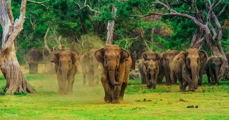 Mirissa/Galle: Private Udawalawe Safari & Transfer to Yala - A Scenic Journey with Wildlife at Its Heart