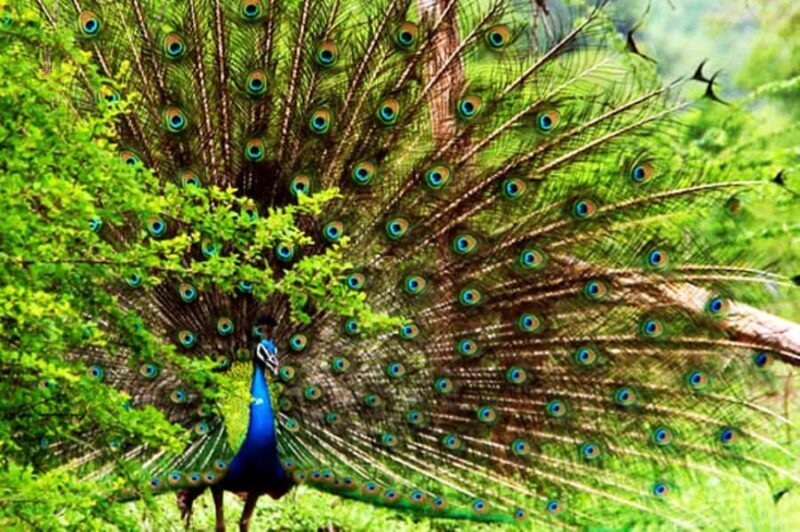 Mirissa/Galle: Private Udawalawe Safari & Transfer to Yala - Transportation and Luggage Considerations