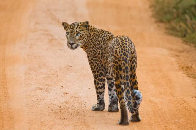 Mirissa/Galle: Transfer to Ella & YALA & UDAWALAWA Safaris - Inclusions and Amenities