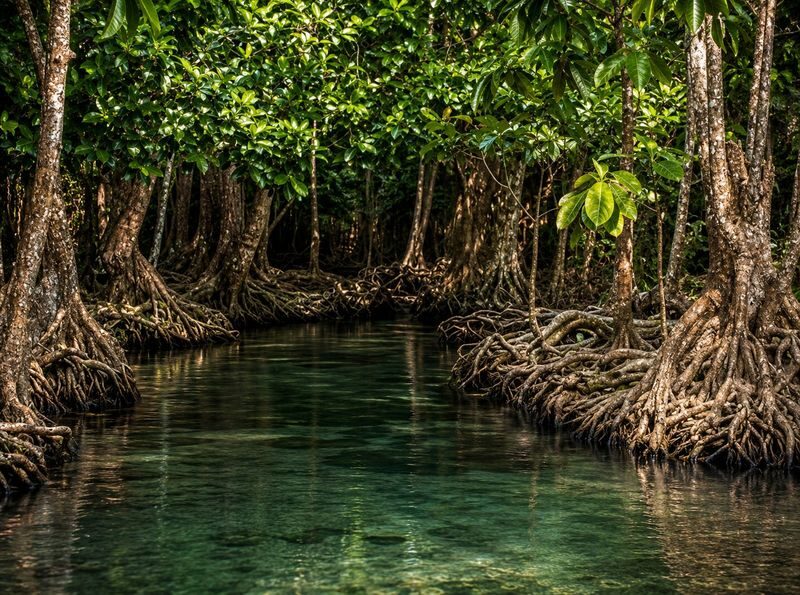 Mirissa: Guided Mangrove Kayaking Adventure & River Safari - Who should book this kayak trip?