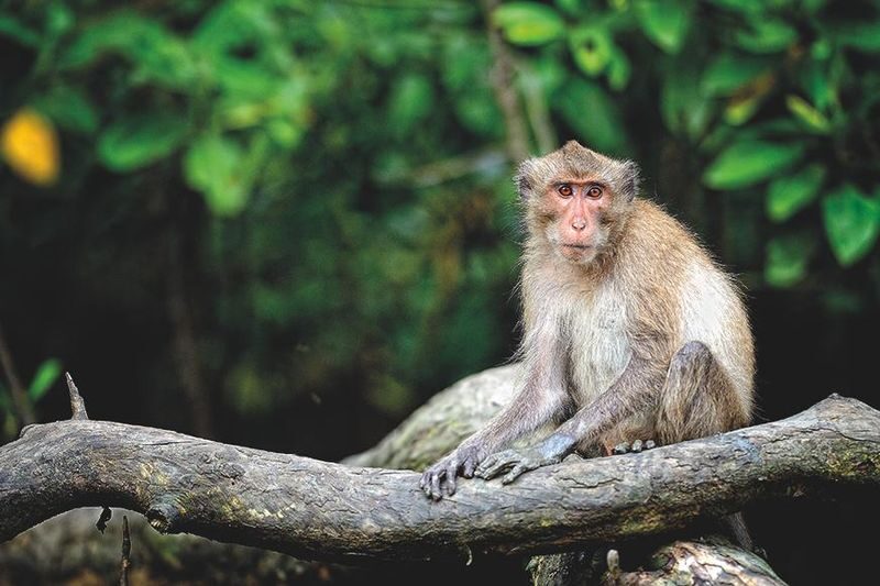 Mirissa: Guided Mangrove Kayaking Adventure & River Safari - Should you book it?