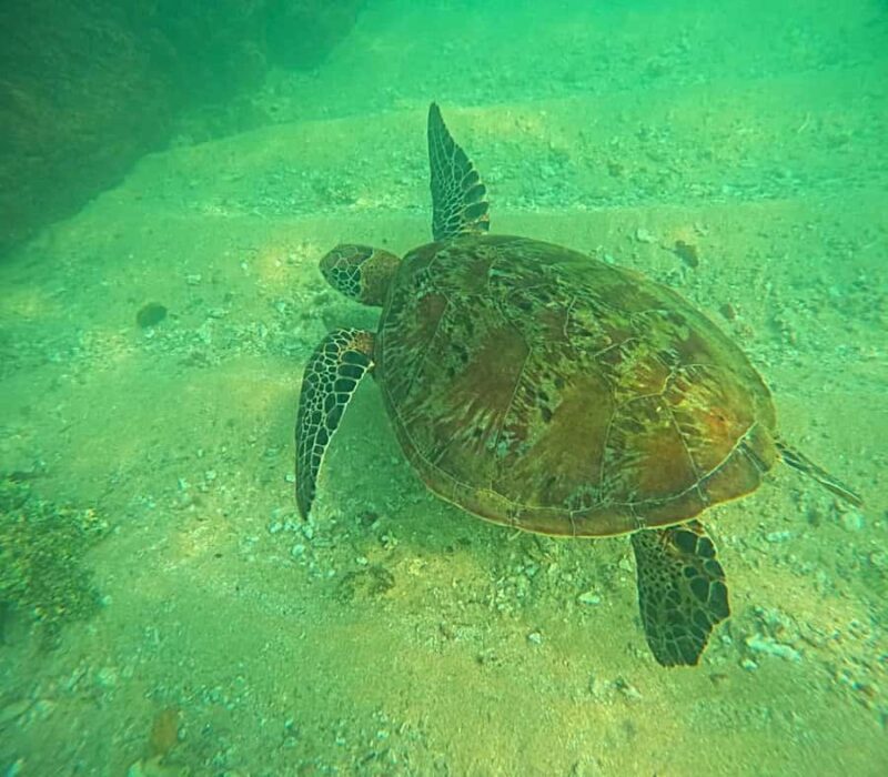 Mirissa: Guided Turtle Snorkeling Experience with Coral Reef - What to Expect from the Mirissa Turtle Snorkeling Tour