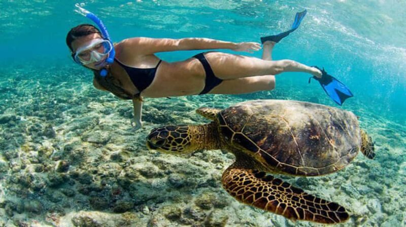 Mirissa: Guided Turtle Snorkeling Experience with Coral Reef - Practical Details and Why They Matter