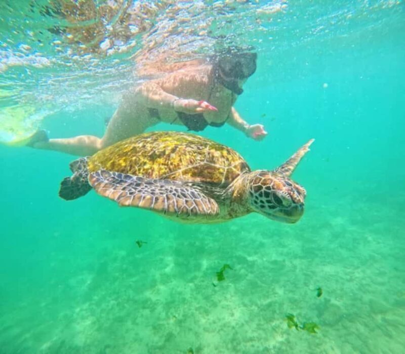 Mirissa: Guided Turtle Snorkeling Experience with Coral Reef - FAQ