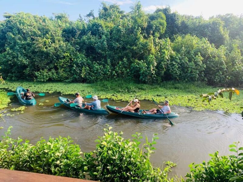 Mirissa: Kayak Safari Adventure Through Mangrove - Introduction