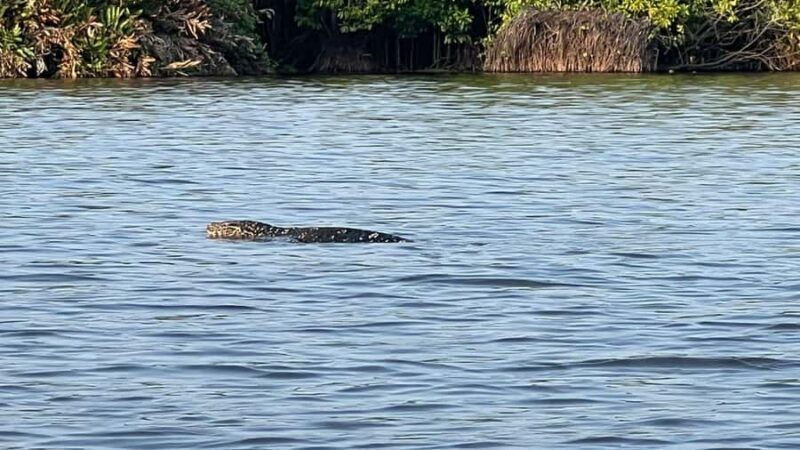 Mirissa: Kayak Safari Adventure Through Mangrove - Final Thoughts