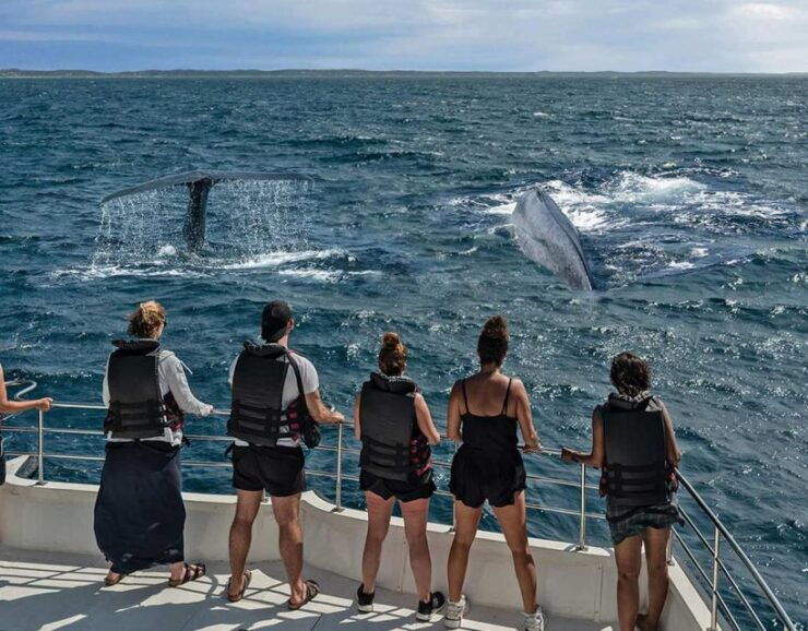 Mirissa: Morning Whale Watching Tour - Booking Details