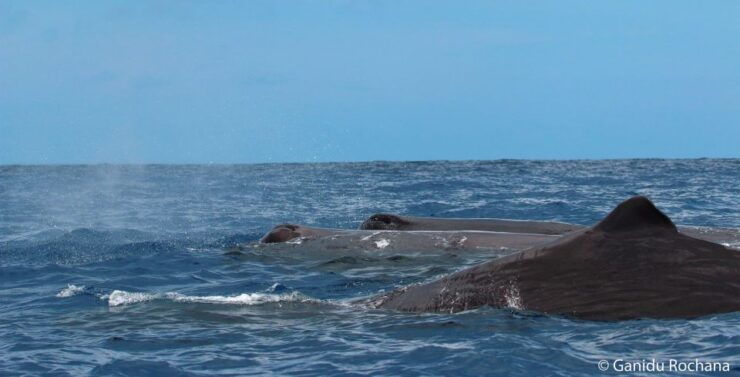 Mirissa: Morning Whale Watching Tour - Activity Details
