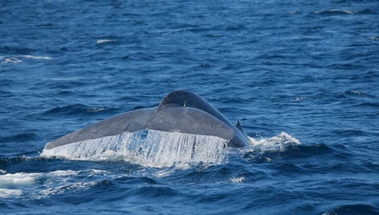 Mirissa: Morning Whale Watching Tour - Experience