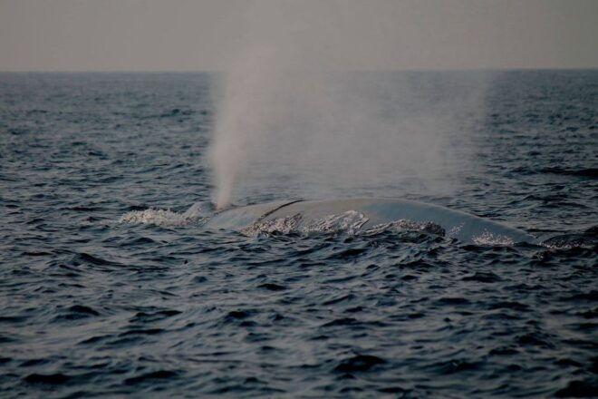 Mirissa: Morning Whale Watching Tour - Tour Highlights