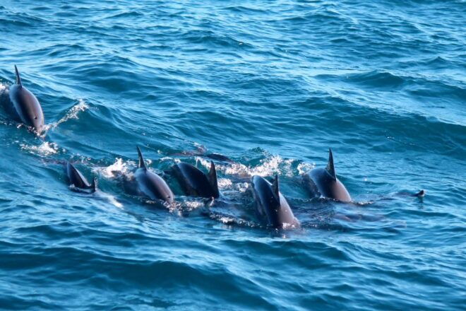 Mirissa: Morning Whale Watching Tour - Review Summary