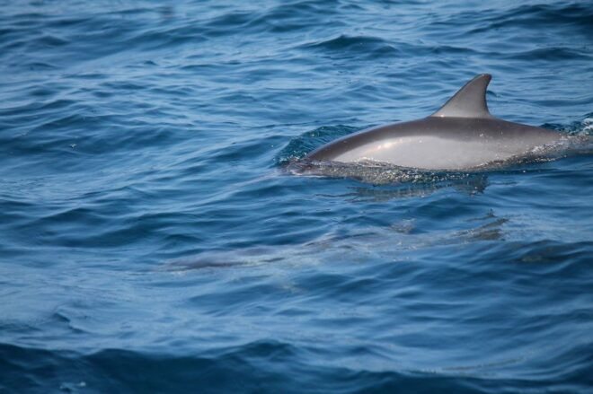 Mirissa: Morning Whale Watching Tour - Location Information
