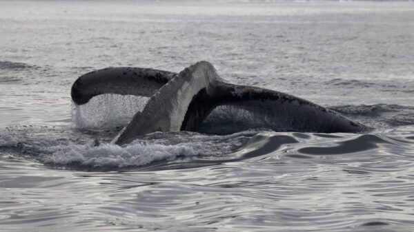 Mirissa: Morning Whale Watching Tour - The Sum Up