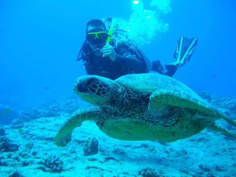 Mirissa: Night Snorkeling with Sea Turtles & Coral Reefs - Is It Worth the Price?