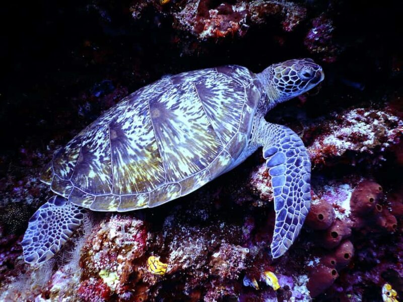Mirissa: Night Snorkeling with Sea Turtles & Coral Reefs - Who Should Consider This Tour?
