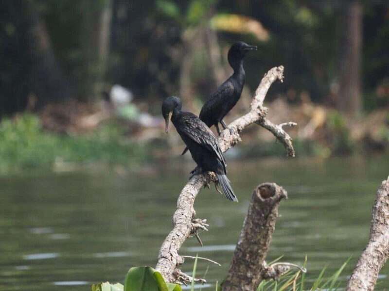 Mirissa: Nilwala River Bird Watching and Crocodile Tour - Good To Know