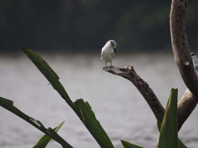 Mirissa: Nilwala River Bird Watching and Crocodile Tour - FAQ