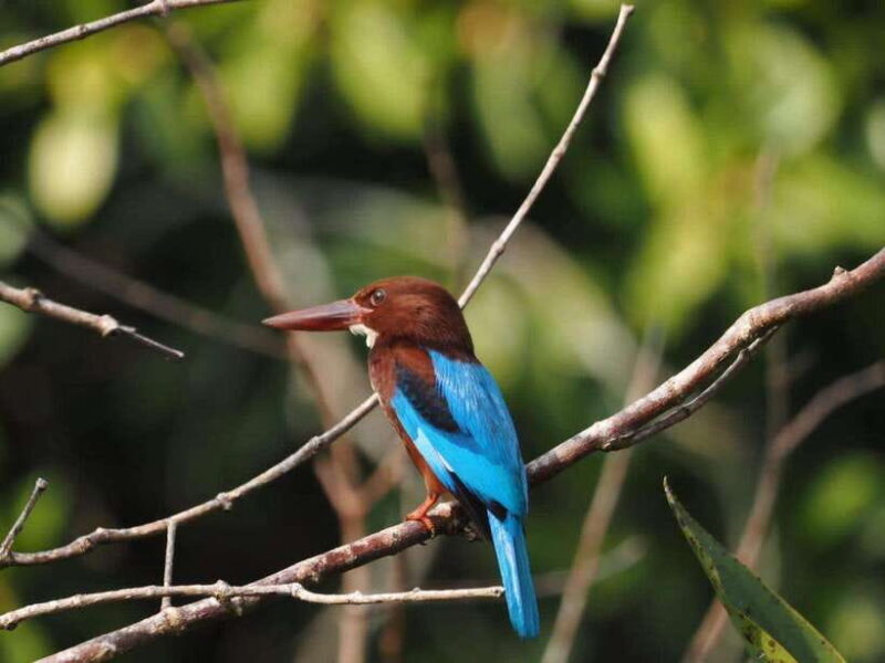 Mirissa: Nilwala River Bird Watching and Crocodile Tour - Good To Know