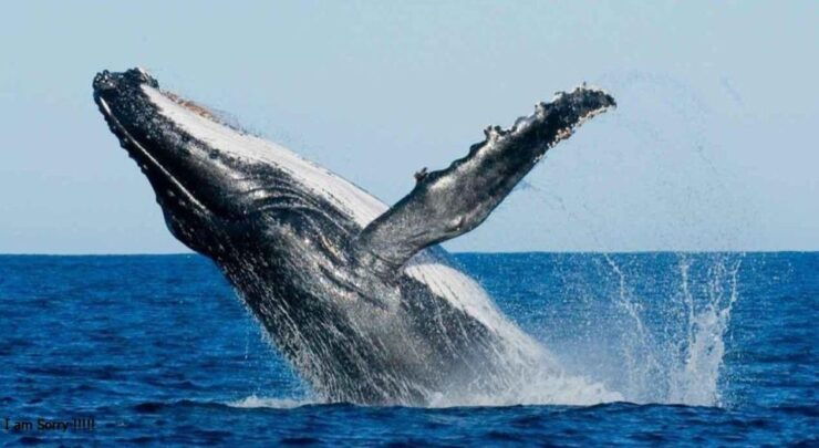 Mirissa: Ocean Elegance: Exclusive Whales & Dolphins Cruise - Booking Details