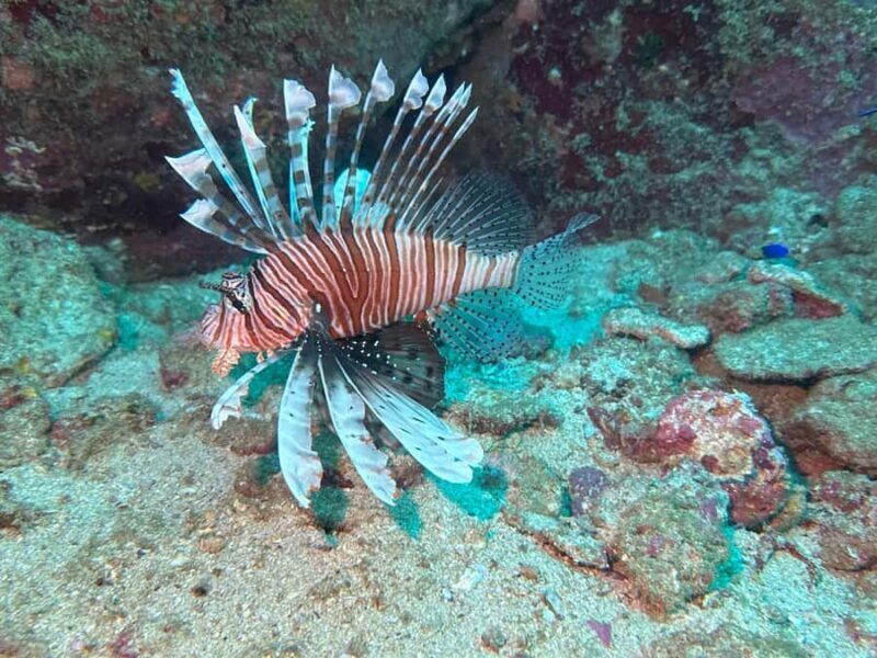 Mirissa: Ocean Magic Snorkeling with Turtles - Practical Tips for Your Snorkeling Trip