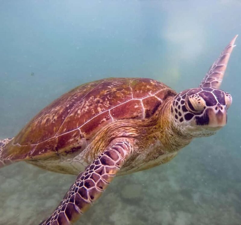 Mirissa: Ocean Magic Snorkeling with Turtles - Who Should Book This Tour?