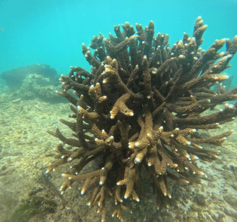 Mirissa: Ocean Magic Snorkeling with Turtles - FAQs