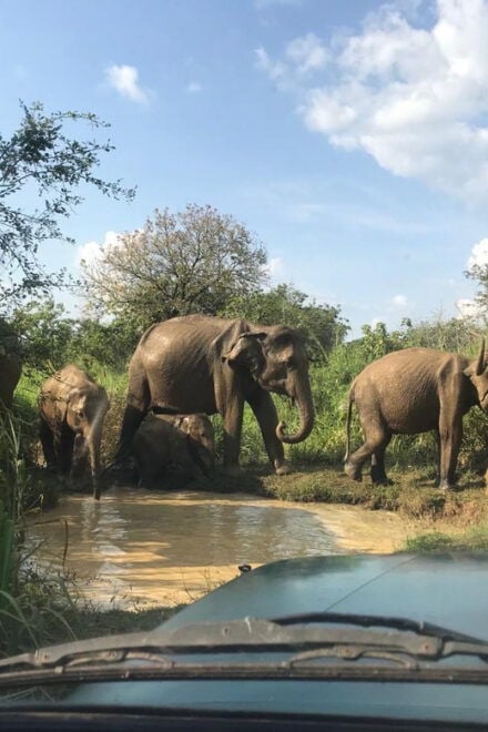 Mirissa or Weligama to Ella Drop With Udawalawe Safari - Exclusions to Consider