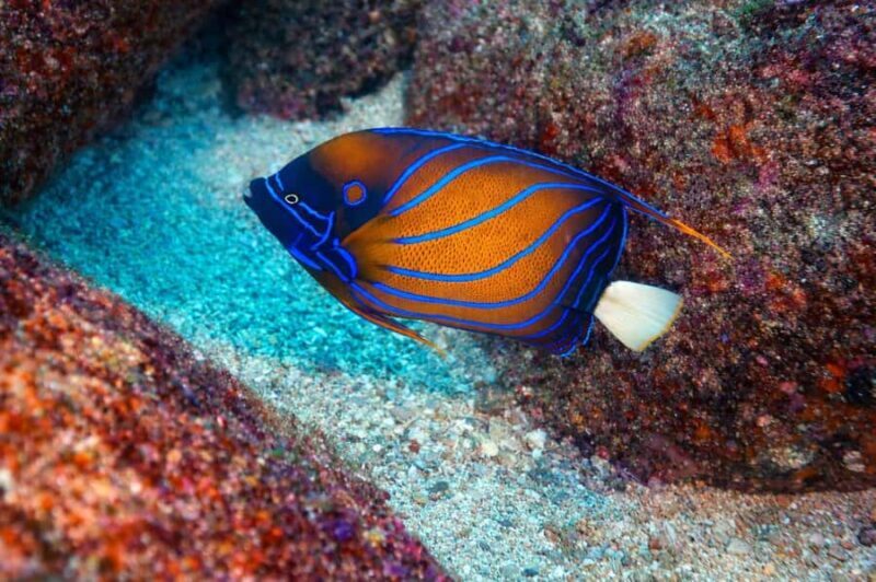 Mirissa : Reef Snorkelling with Wild Sea Turtles - Good To Know