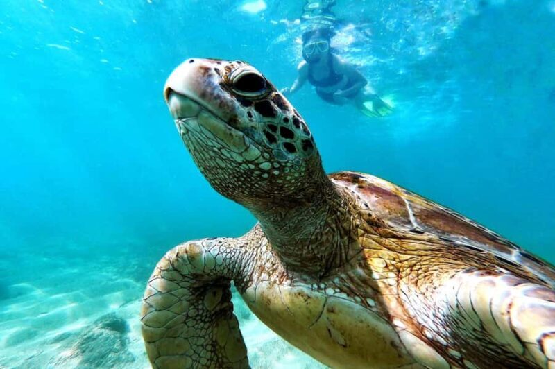 Mirissa : Reef Snorkelling with Wild Sea Turtles - FAQs